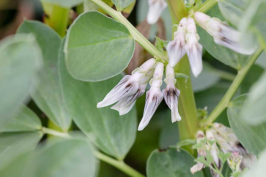 Fava bean plant and flowers