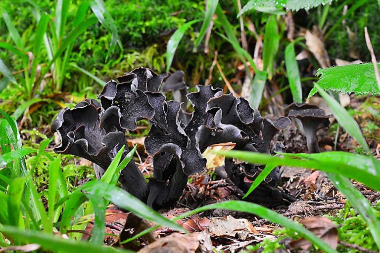 Horn Of Plenty Mushroom CHEFIN Australia