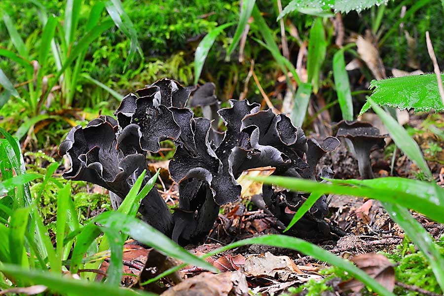 horn of plenty mushroom in nature