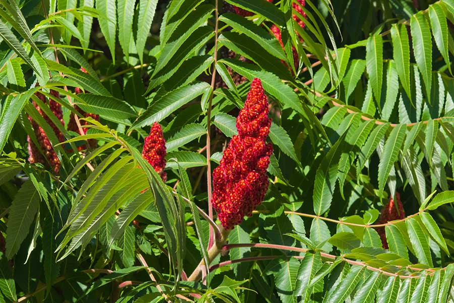 Sumac is a spice made from the dried berry of a wild bush called Rhus