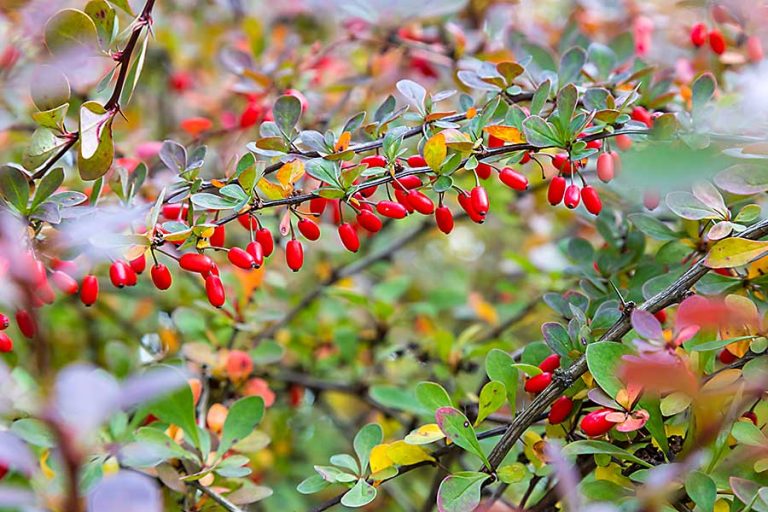 Barberry plant medicinal uses Idea