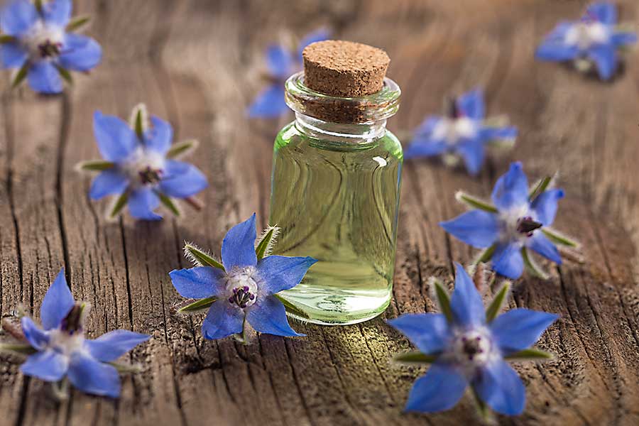Borage greens - flowers and essential oil