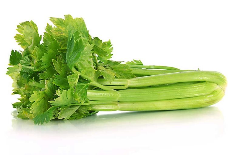 Celery leaf CHEFIN Australia
