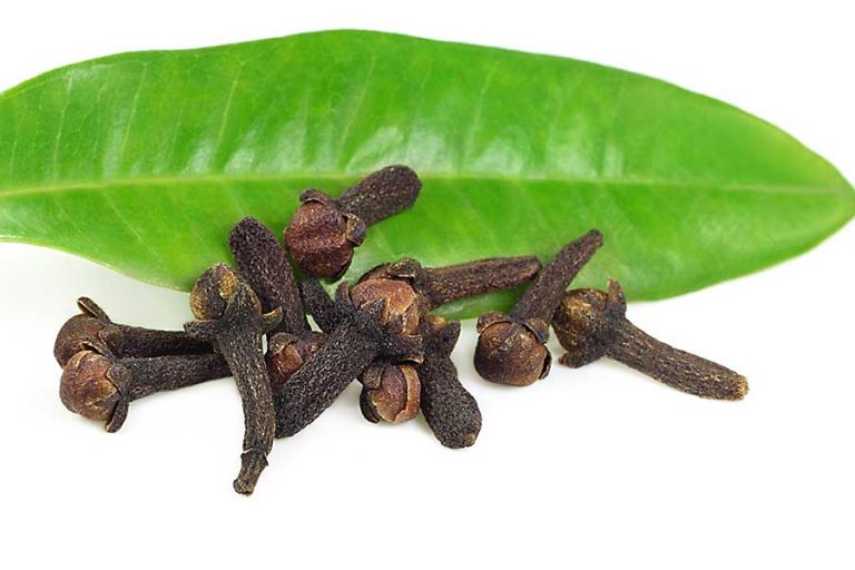 Cloves CHEFIN Australia