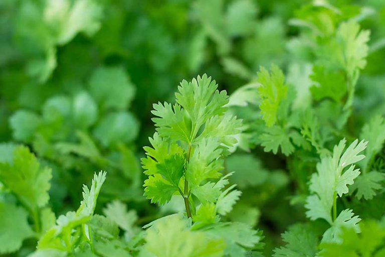 Coriander CHEFIN Australia