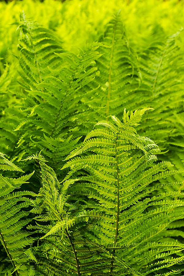 Fiddlehead fern plant