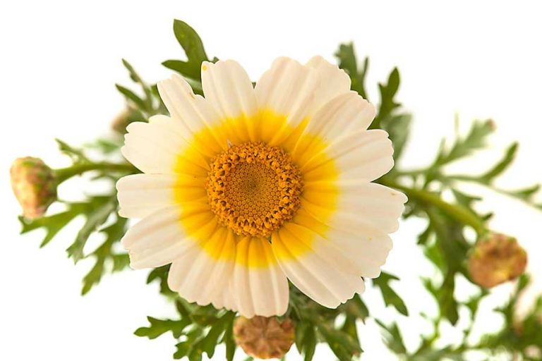 Garland Chrysanthemum CHEFIN Australia