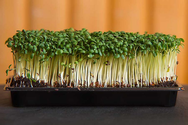 Cress CHEFIN Australia