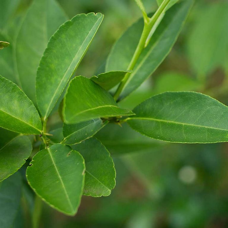 kaffir-lime-leaves-chefin-australia