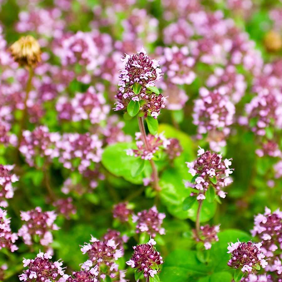 marjoram-chefin-australia