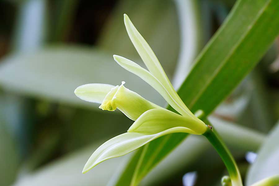 Vanilla flower (Vanilla planifolia) is a member of vanilla orchid.