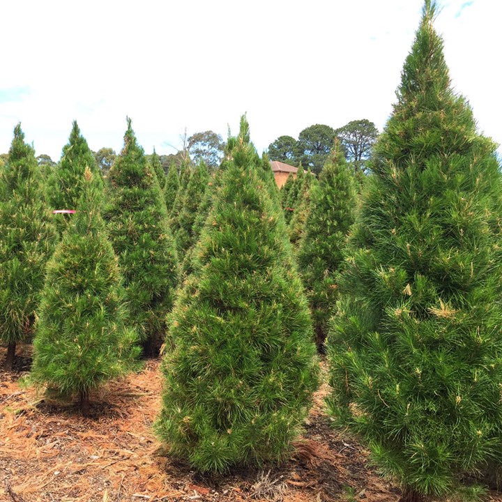 Dural Christmas Tree Farm