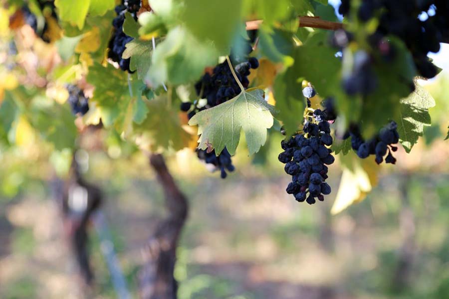 Rosnay Organic Wines