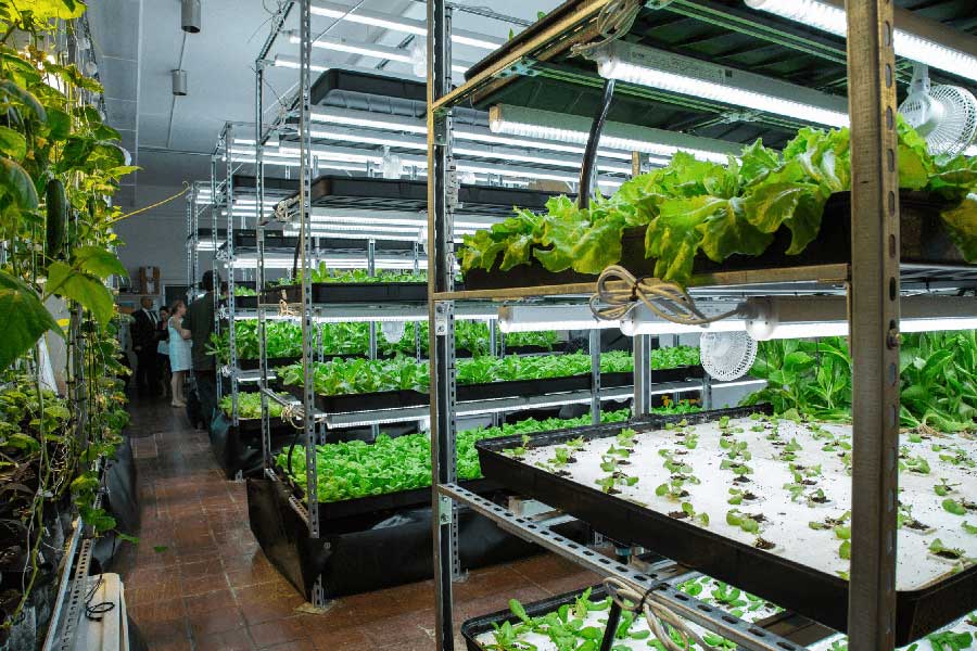 ultra-urban-farming