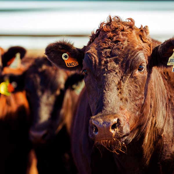 Australian wagyu cattles image created by Louise Grenold 2016