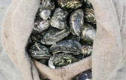 Chef Pete Hilcke Fresh Oysters